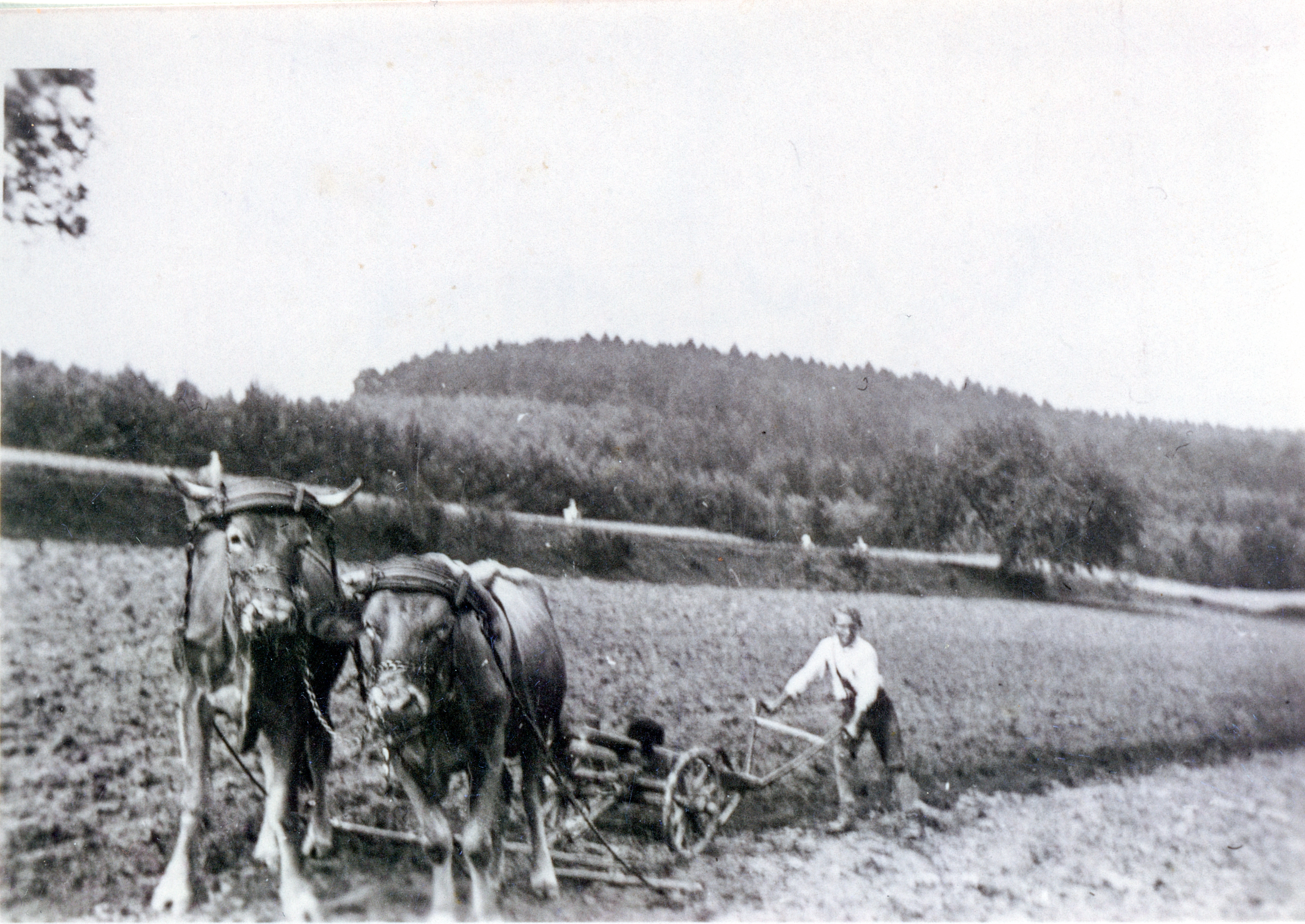 Wilhelm Krämer 1939